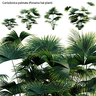 Carludovica palmata - Panama hat plant