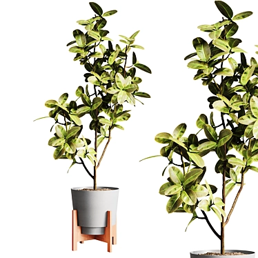 Modern Ficus Elastica Indoor Plant 3D model image 1 