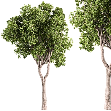  Ficus Benjamina Plant Set 3D model image 1 