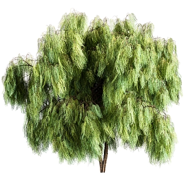 Willow-Tree Set 238 3D model image 1 