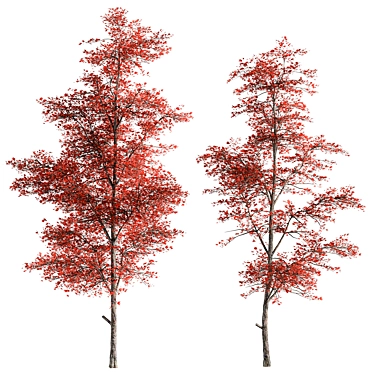 Red Maple 246 Tree Set 3D model image 1 