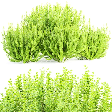 3D Evergreen Bushes Collection Vol 232 3D model image 1 