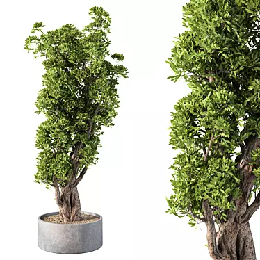 Modern Greenery for Interior Decor 3D model image 1 