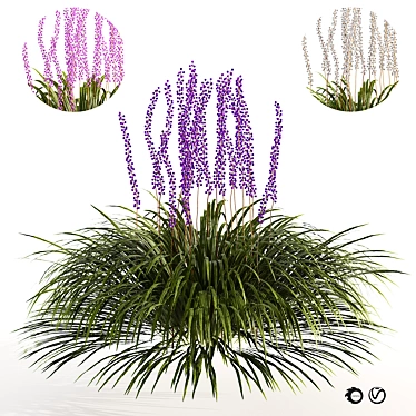 Liriope Muscari 3D Flower Model 3D model image 1 