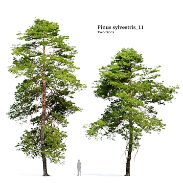 Scots Pine VR Model Kit 3D model image 1 