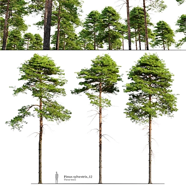 Scots Pine 3D Model Library 3D model image 1 