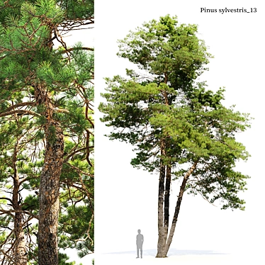 Scots Pine Tree 3D Model 3D model image 1 