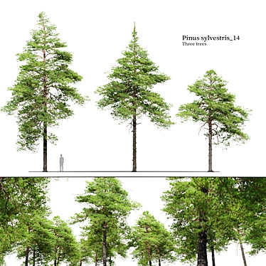 Scots Pine Tree Collection VRay 3D model image 1 