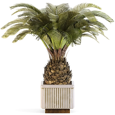 Sago Palm Set Indoor Decor 3D model image 1 