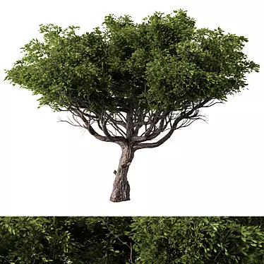 Contemporary Acacia Tree Sculpture 3D model image 1 