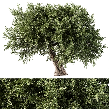 Modern Olive Tree Sculpture Display 3D model image 1 