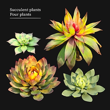 Set of Four Succulent Plants 3D model image 1 