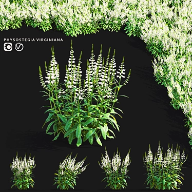 White Physostegia Flowers Collection 3D model image 1 