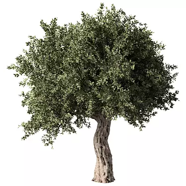 Elegant Olive Tree No.57 3D model image 1 