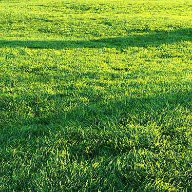 Pro Render Grass Pack 3D model image 1 