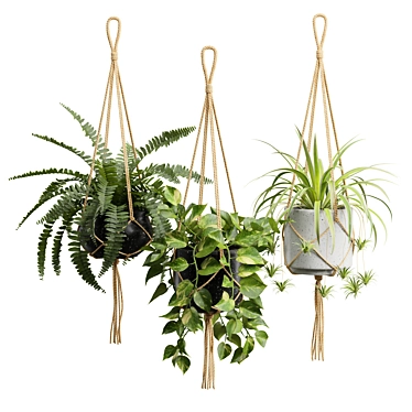 Exotic Indoor Hanging Plant Models 3D model image 1 