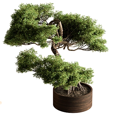 Bonsai Plant 626: Indoor Beauty 3D model image 1 