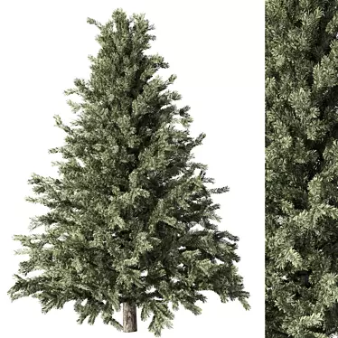  Rustic Pine Tree No.61 3D model image 1 