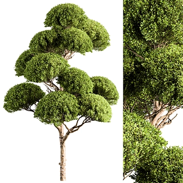 Replicated Spherical Bonsai Tree Set 3D model image 1 