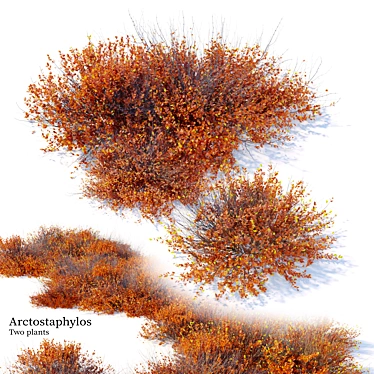 Autumn Arctostaphylos Duo: 1m Height 3D model image 1 