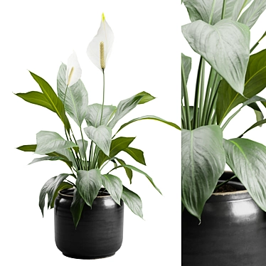 Tropical Peace Lily Plant Decor 3D model image 1 