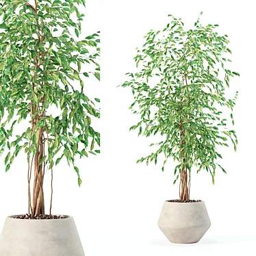 Modern Ficus Benjamina Plant Pot 3D model image 1 