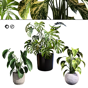Trio of Tropical Delights potted plants