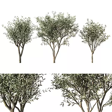 Majestic Olive Tree Sculpture 3D model image 1 