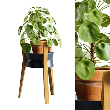 Modern Pilea Wood Stand Display 3D model image 1 