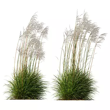 Ornamental Miscanthus Grass Bundle 3D model image 1 