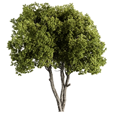 Evergreen Junipers Tree Set 293 3D model image 1 