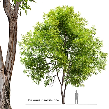 Manchurian Ash Tree 3D Model 3D model image 1 