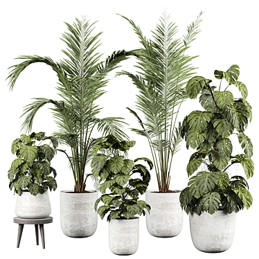 Botanical Beauty 2015 Indoor Plant 3D model image 1 