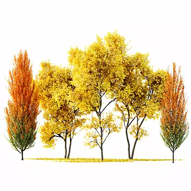  Maple Sapindaceae & Acer Saccharinum Models 3D model image 1 