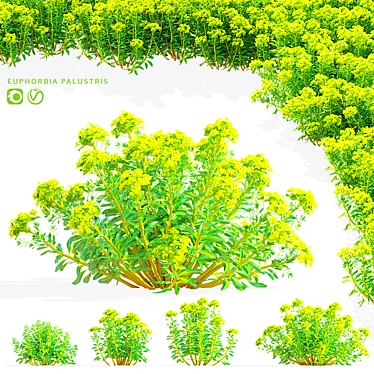 Marsh Spurge 3D Models Collection 3D model image 1 