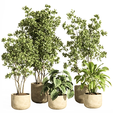 Modern Indoor Plant Set 69 3D model image 1 