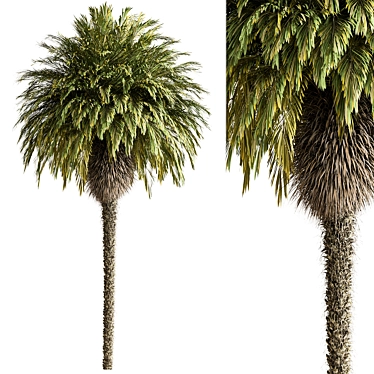  Palm Tree Set 288 3D model image 1 