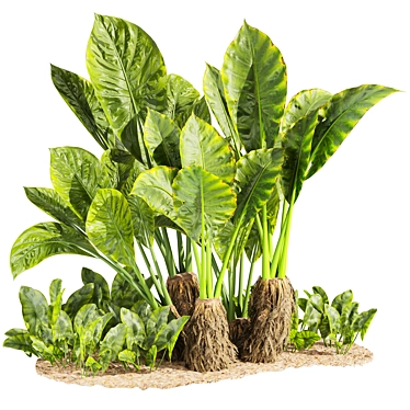 Premium Alocasia Macrorrhizos Gian Taro 3D model image 1 