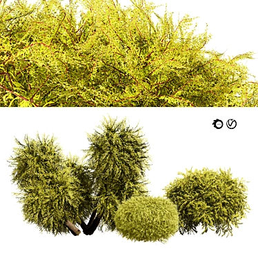 Golden Mop False Cypress 3D Model 3D model image 1 