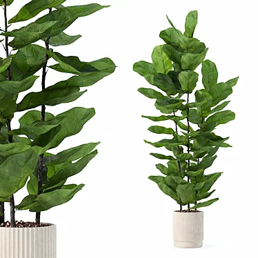 Modern Ficus Lyrata in Pot 3D model image 1 