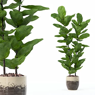 Lush Ficus Lyrata Plant	Collection 3D model image 1 