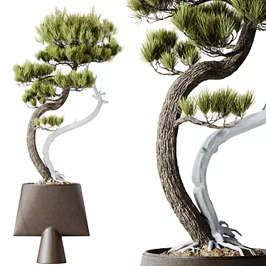 Five-Needle Pine Bonsai 3D Model 3D model image 1 