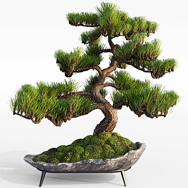 Pine Bonsai with Stone Pot 3D model image 1 