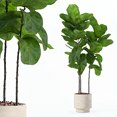 Ficus Lyrata 3D Plants Collection 3D model image 1 