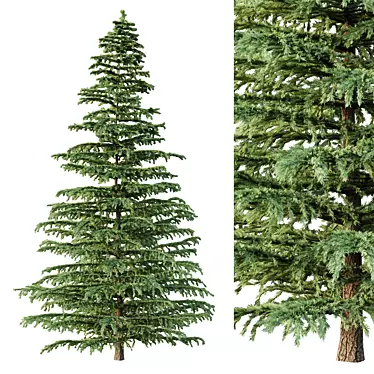 Epic Cedar Tree 3D Model 3D model image 1 