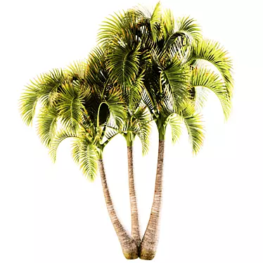 Exotic Adonidia Palm Tree Model 3D model image 1 