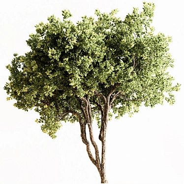 Boxwood Tree Set 299. Box to braid. 3D model image 1 