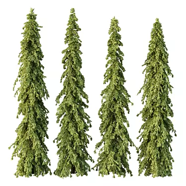 Cedrus Deodara 3D Tree Models 3D model image 1 