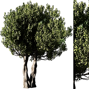 Olive Tree Set14: Detailed 3D Model 3D model image 1 