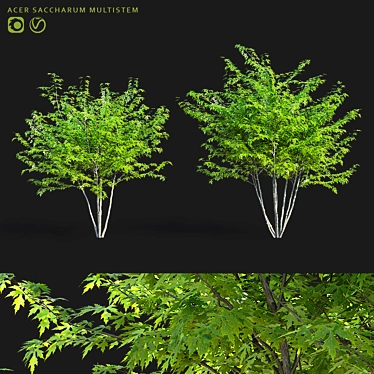 Sugar Maple Multi-Stem Tree Bundle 3D model image 1 